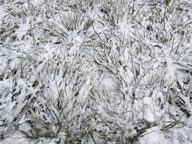 istock Snow covering grass in winter field 2189188851