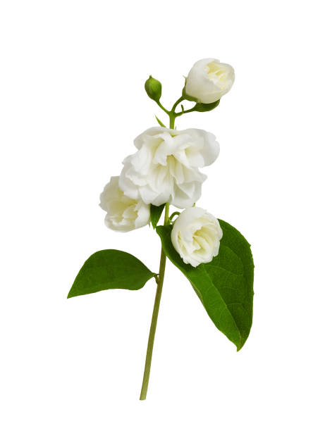 istock Small twig of Jasmine (Philadelphus) flowers isolated 2189189282