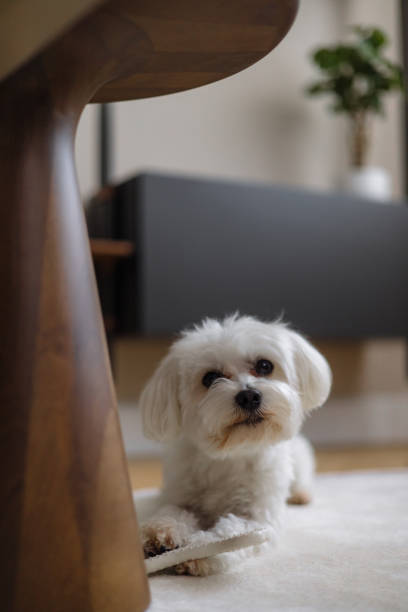istock Adorable White Dog Resting on Carpet in Cozy Modern Home Setting 2189189653