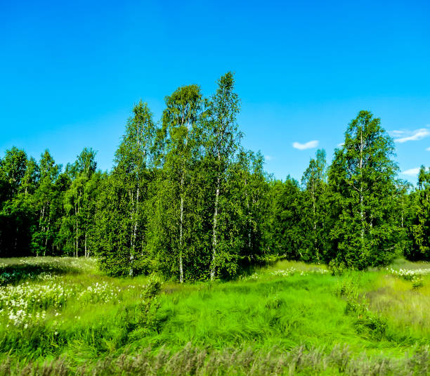 Mixed Grove on a Clear Day in Early Autumn, Russia