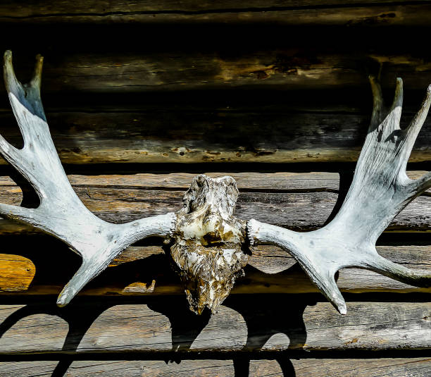 istock A large antler head mounted on a wooden shelf 2189190670
