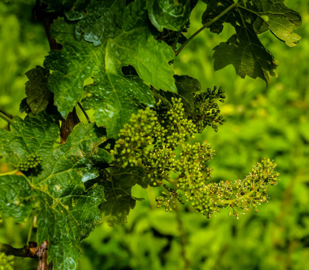 A vine with green leaves and small buds is growing