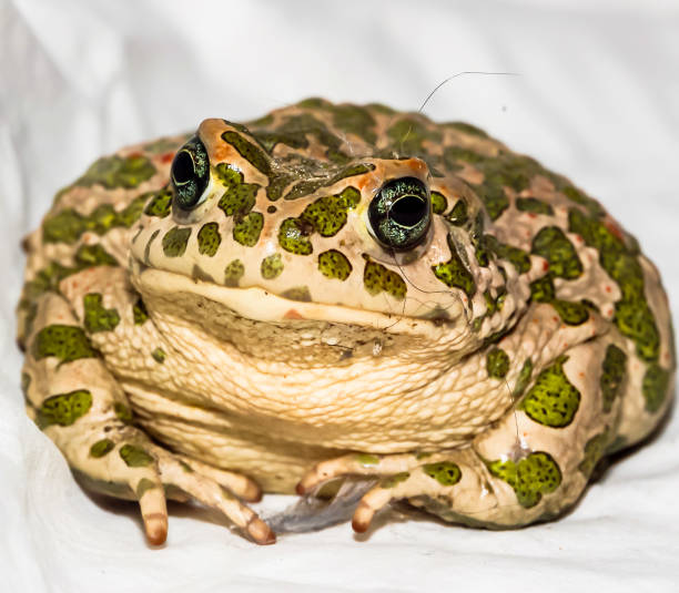istock A frog with green and brown spots is sitting on a white surface 2189190837