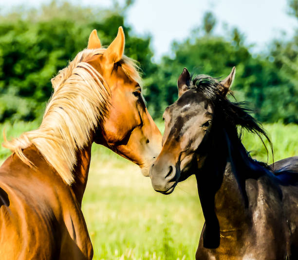 istock Two horses are standing next to each other in a grassy field 2189190843