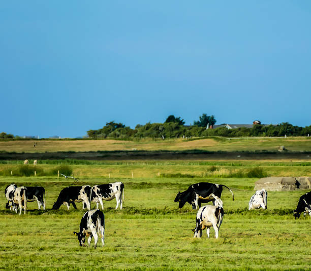 istock A herd of cows are grazing in a lush green field 2189190847