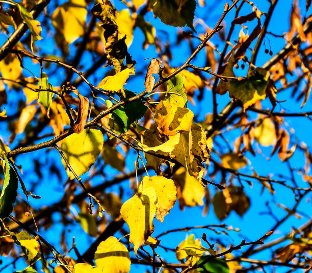 A tree with yellow leaves and a blue sky. The leaves are falling from the tree, creating a sense of change and transition. The blue sky above the tree adds a sense of calmness