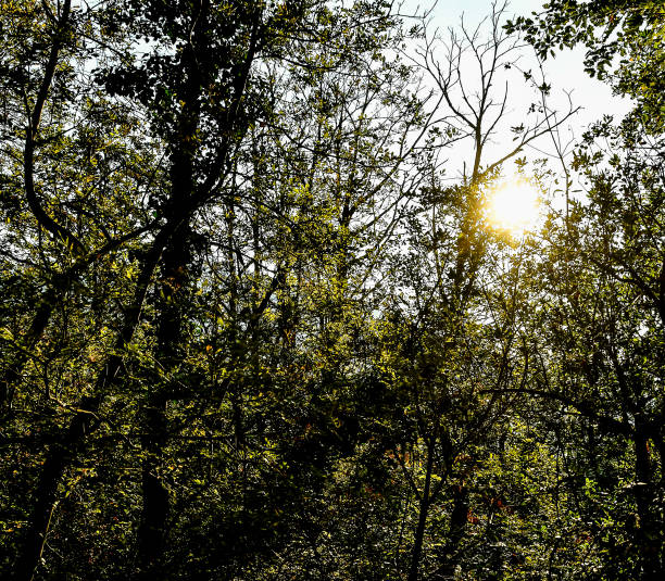 A forest with trees and a sun shining through the leaves. The sun is bright and the trees are green