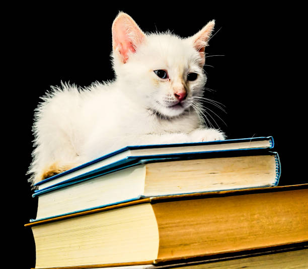 A white cat is laying on top of a stack of books. The cat is looking at the camera with a curious expression. Concept of relaxation and leisure, as the cat is enjoying its time on the books