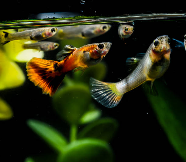 istock A group of neon colored fish swimming in a tank 2189191738