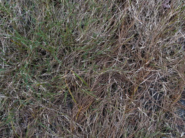 istock Dry yellow brown grass as background flat lay, drought concept 2189194461