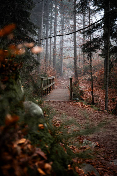 A serene and tranquil fall scene depicting a foggy forest path that is beautifully adorned with colorful autumn leaves