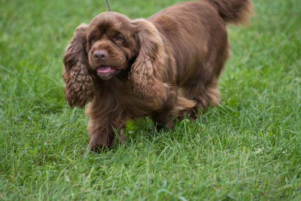 istock Sussex Spaniel close up walking on grass 2189195249
