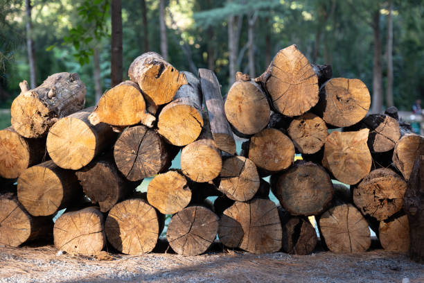 istock Logs laid out for use as fuel in winter 2189195649