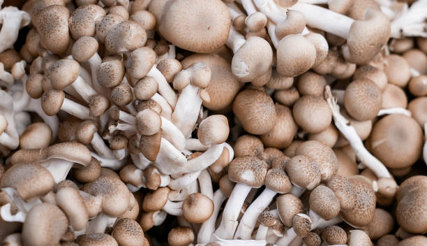 istock Fresh Brown Beech mushrooms at a local market 2189196693