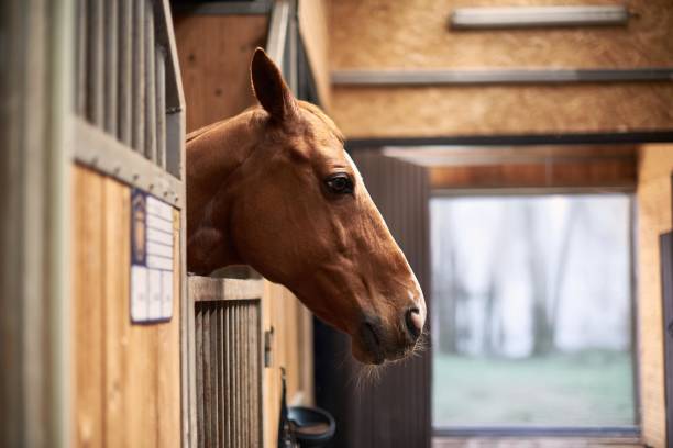 istock Chestnut Horse Looking Out of Stable in Warm Rustic Setting, Highlighting Equestrian Life, Animal Care, and Peaceful Rural Farm Environment 2189196899