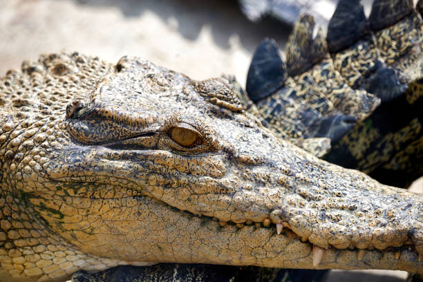istock Close up of crocodile open mouth with open mouth and teeth. 2189197784