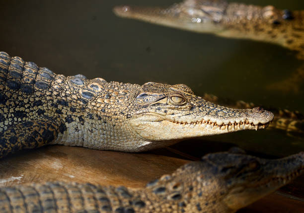 Close-up of a gavial lying in shallow water. This crocodile species is easily recognizable by its narrow, long jaws. The species is critically endangered and it is on the IUCN Red List.