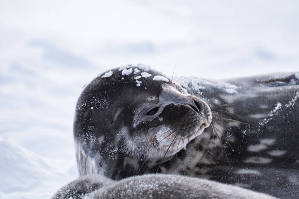 istock Weddell seal (Leptonychotes weddellii) in Antarctica. South Pole 2189198887