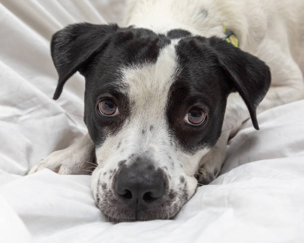 Close up of black and white mixed breed rescue dog.
