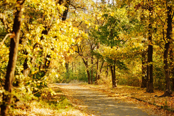 An autumn pathway surrounded by trees with yellow and green leaves. The ground is covered with fallen leaves, creating a warm and cozy atmosphere in the autumn forest.