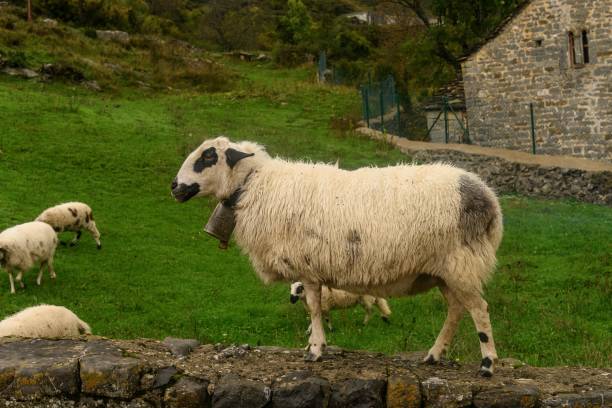 istock Sheep Standing on a Stone Wall in a Misty Green Landscape 2189202502