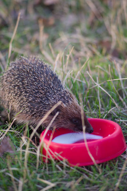 istock wild hedgehog drinks milk from a bowl on a background of green grass 2189203836