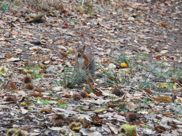istock Front view of Red Squirrel standing with a nut in its mouth and partly hidden by a small clump of narrow green stalks 2189205914