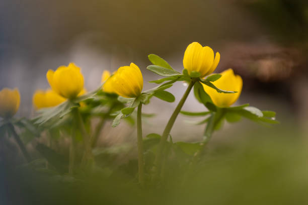 Blossoms of winter aconite (Eranthis hyemalis) with blurred foreground and background