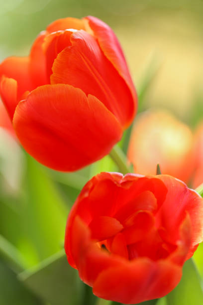 Vibrant Red Tulips in Bloom