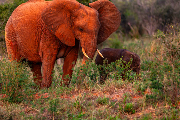 An African elephant covered in the red mud of Tsavo East, protecting itself from heat and insects.