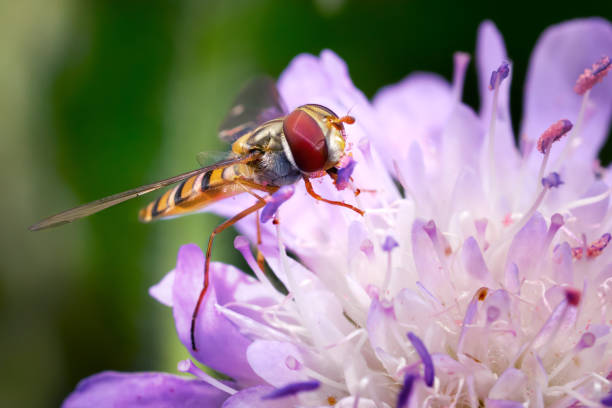 Marmalade Hoverfly (Episyrphus balteatus) female eating pollen on a purple Field Scabious (Knautia arvensis) - Baden-Württemberg, Germany