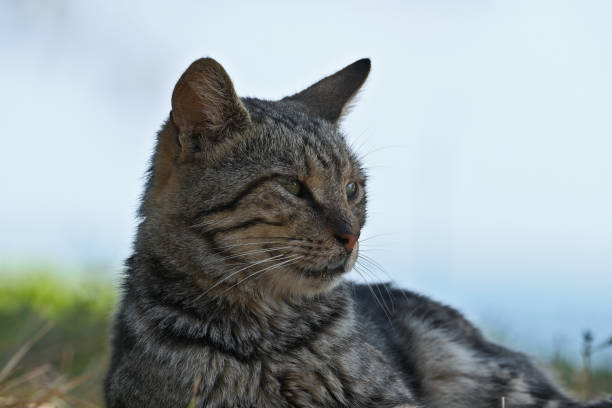 Stray cat on the grass in the garden. Tabby cat lying on the ground in the park. Portrait of a cat