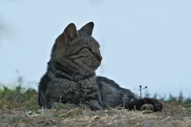 Stray cat on the grass in the garden. Tabby cat lying on the ground in the park. Portrait of a cat