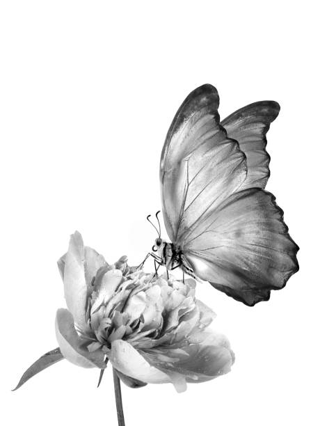 istock tropical morpho butterfly on peony flower in dew drops isolated on white. black and white 2189212043