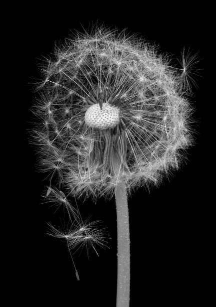 istock white fluffy dandelion isolated on black. black and white 2189212083