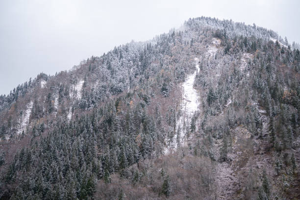 Val Manez in Italy. Snow in April on the mountain. Snow lies heavily on the branches.