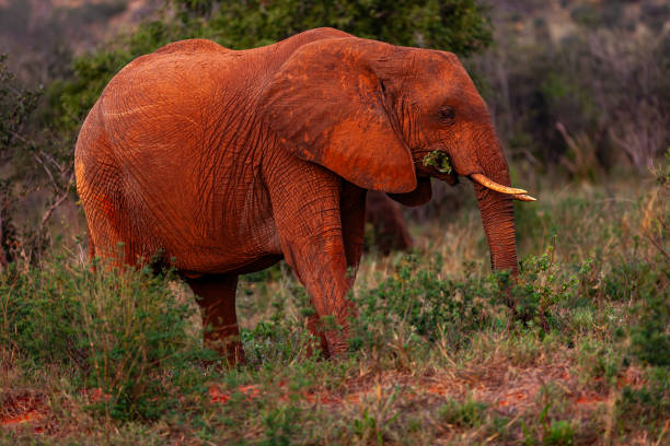 An African elephant covered in the red mud of Tsavo East, protecting itself from heat and insects.