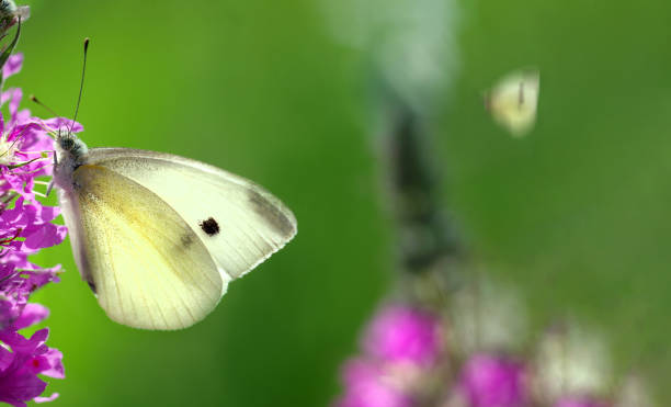 istock bright white butterfly on a purple flower on a sunny day. 2189213590
