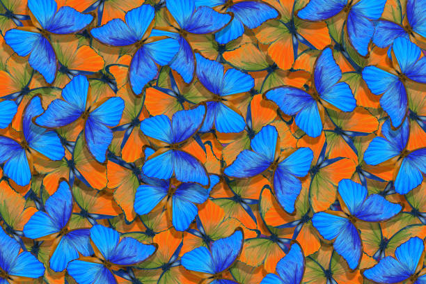 istock colorful blue and orange butterflies morpho background. abstract pattern of bright tropical butterflies. 2189213794