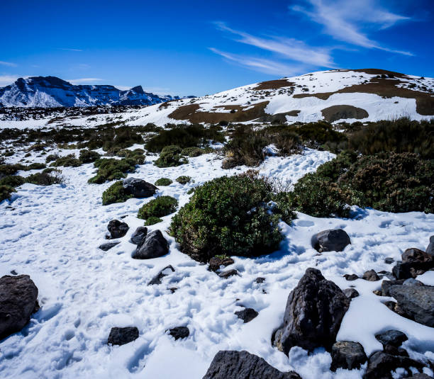 istock A snowy mountain range with a small bush in the foreground 2189214230