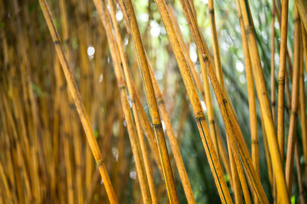 Bamboo tree truck in yellow color in the autumn season. Close-up at the front tree. Nature environment for background photo.