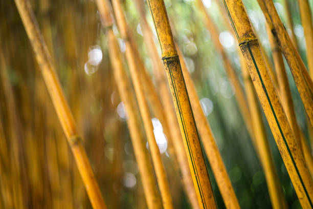 Bamboo tree truck in yellow color in the autumn season. Close-up at the front tree. Nature environment for background photo.