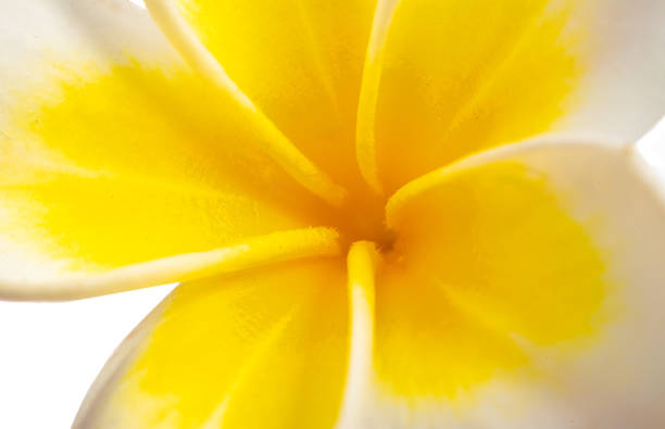 yellow plumeria flower isolated on white background