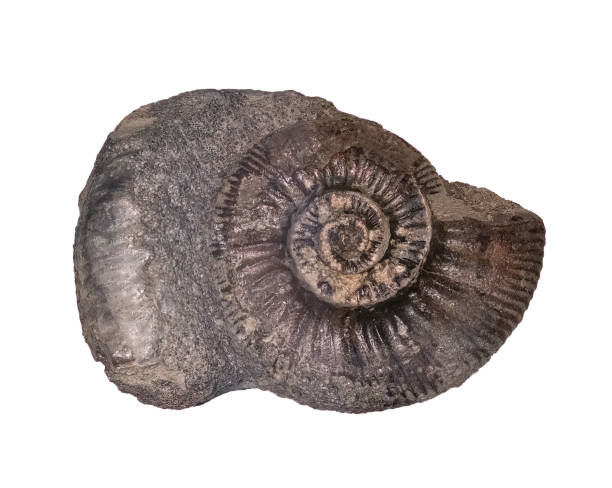 istock fossil of ammonite in the stone on white, isolated 2189216641