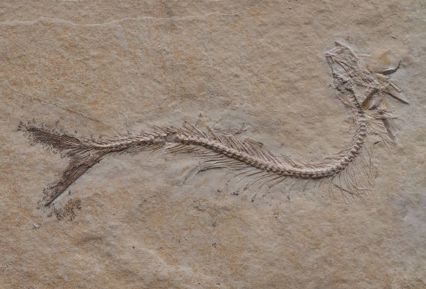 istock fossil of fish Thrissops formosus in stone 2189216669