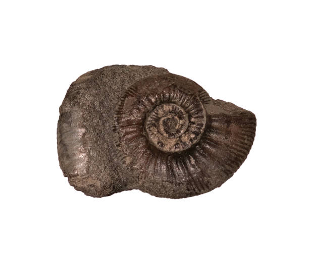 istock fossil of ammonite in the stone on white, isolated 2189216688