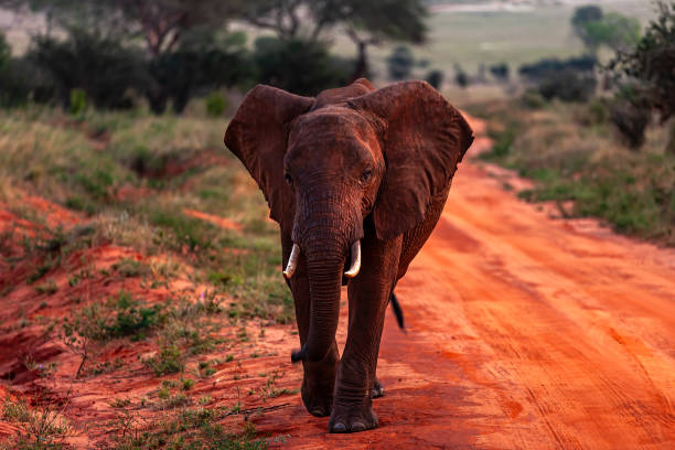 An African elephant covered in the red mud of Tsavo East, protecting itself from heat and insects.