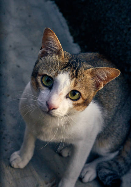 istock A cat sitting on the ground looking at the camera with green eyes 2189218037