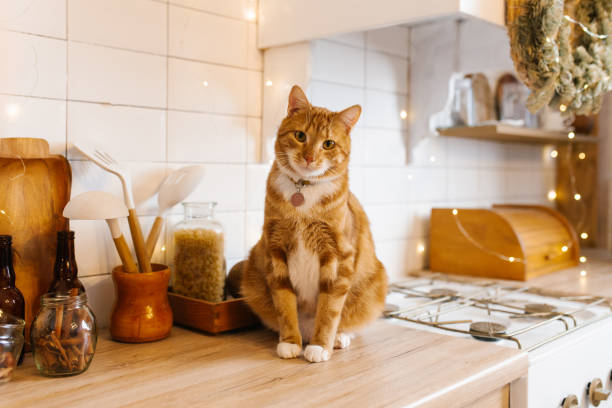 istock Red cat is sitting on a kitchen counter next to a jar of pasta 2189218161