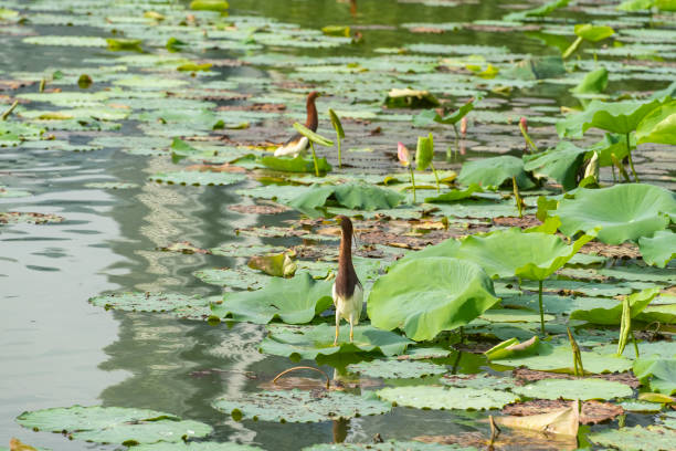 istock pond heron (Ardeola bacchus) on lotus leaves in pond 2189218326